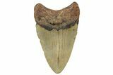 Fossil Megalodon Tooth - North Carolina #298885-1